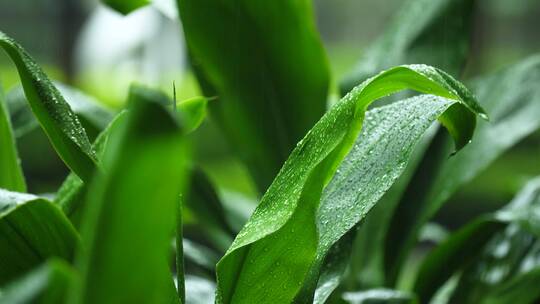 夏天小区下大雨4K唯美空镜