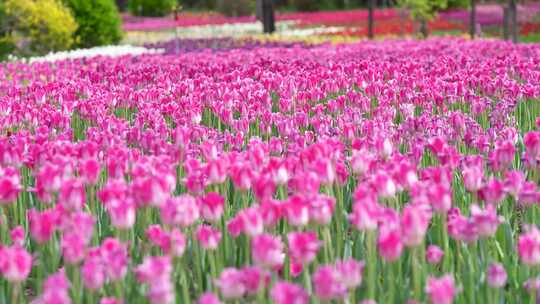 郁金香 公园花卉 花朵盛开春天郁金香视频素材模板下载