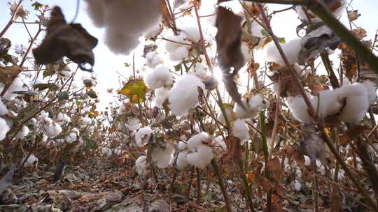 新疆棉花素材