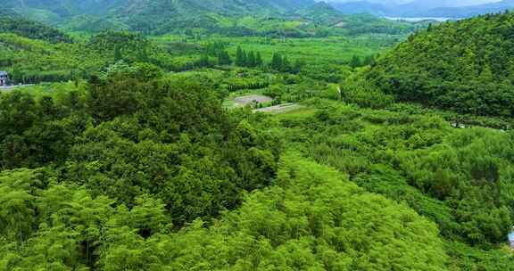 青山竹海竹山竹林竹子