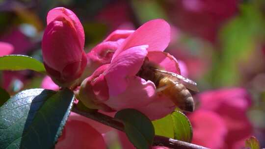 蜜蜂采蜜授粉春天来了苹果花杏花山桃花