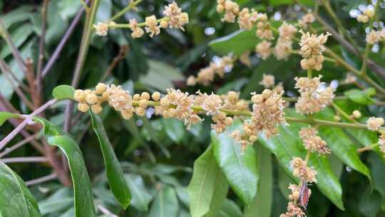 芒果树龙眼树荔枝树芒果花龙眼花荔枝花