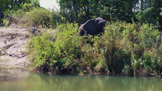 大象在河边