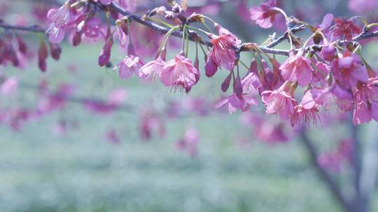 樱花蜜蜂采花和茶园风光