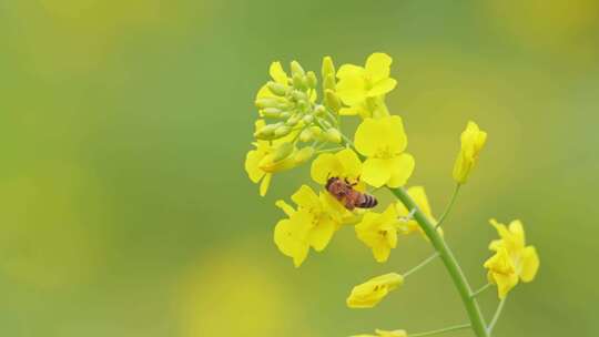 春天油菜花春暖花开蜜蜂采蜜视频素材模板下载