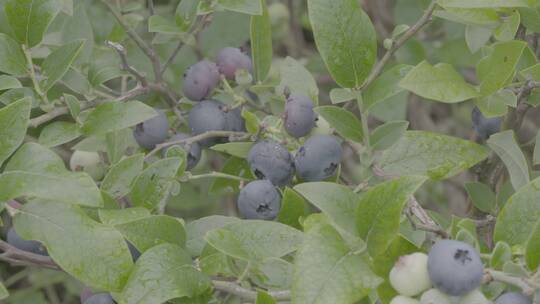 蓝莓树枝上熟透的和即将熟透的蓝莓LOG