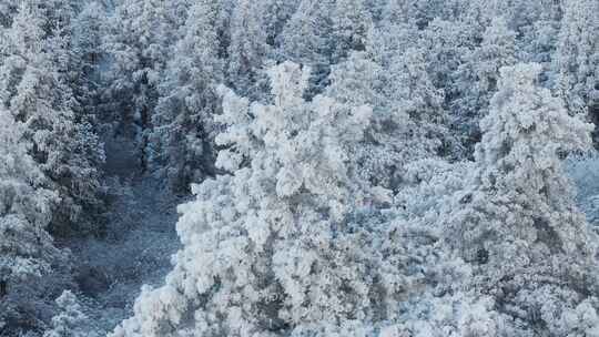 杭州临安太子尖华浪线森林雪景航拍