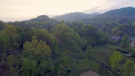 江塝茗园  茶园日出