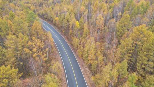 森林公路