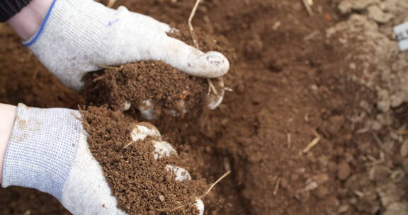 农民戴着手套检查土壤
