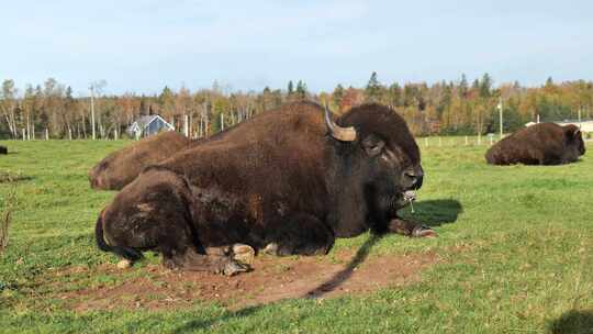 加拿大野牛，水牛在吃草