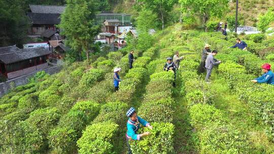 山区群众采茶航拍