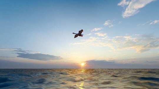 4K 夕阳下一只天鹅飞过大海升格慢动作