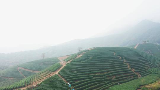 浙江杭州西湖区龙坞茶园秋色