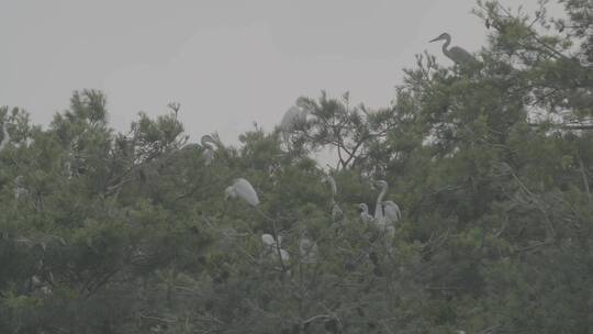 白鹭苍鹭栖息地LOG