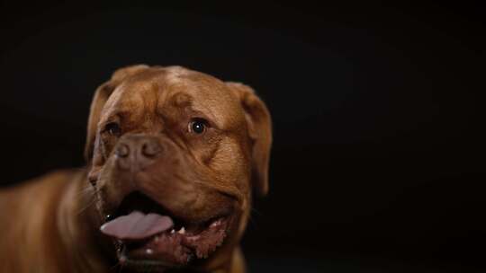 Dogue De Bordeaux，狗，