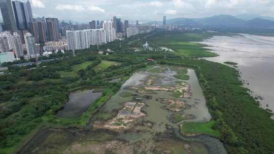 4K航拍深圳福田红树林湿地保护区