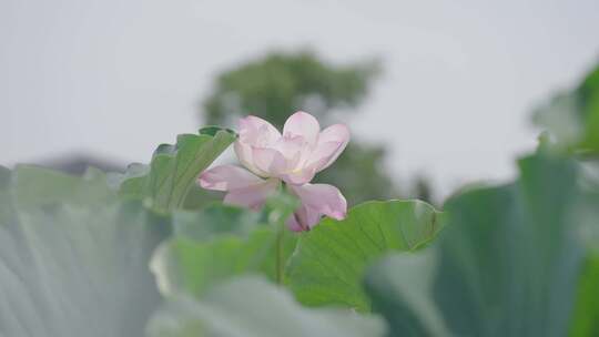 荷花 荷叶 荷花池视频素材模板下载