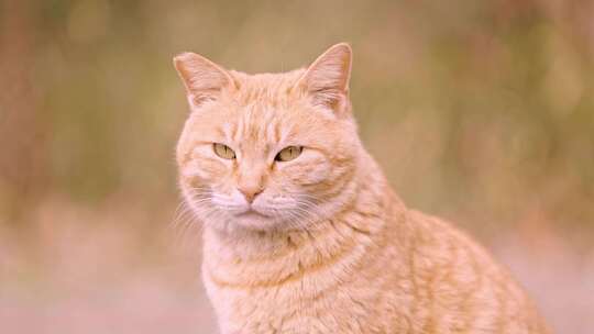 公园里的流浪猫咪特写