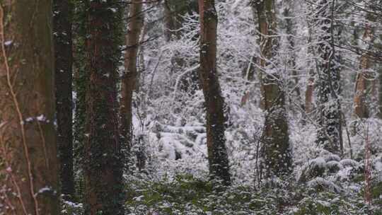 雪，森林，树木，冬天