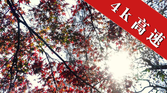 德清莫干山红枫树特写自然风光素材