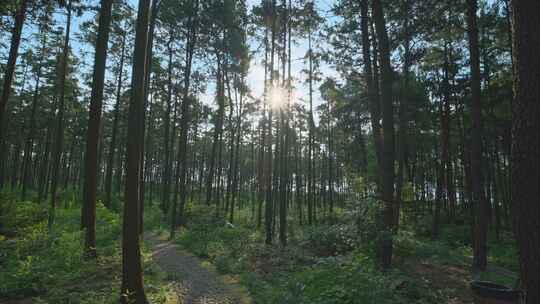 重庆夏季阳光森林空镜