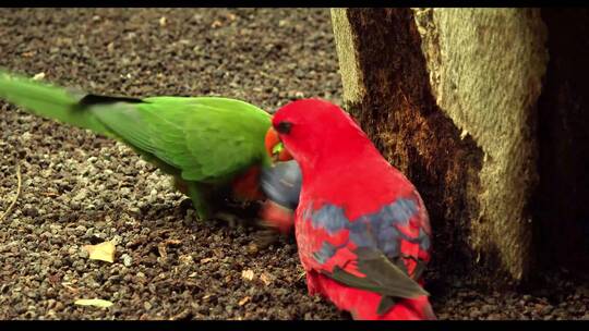 红色鹦鹉和绿色鹦鹉在地上观赏性鸟类