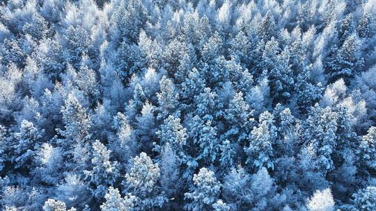 北方冬季雪景雪花飘落雾凇雪松雪林