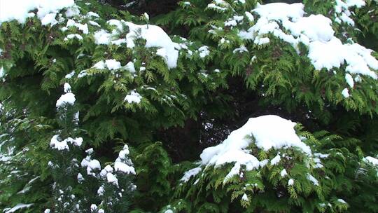 雪景空镜雪花挂在松树上的雪树林 松针