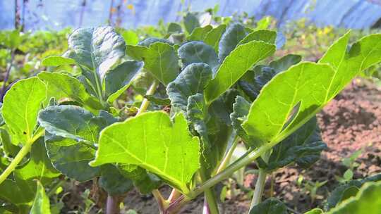 大棚种植蔬菜绿叶菜农民菜农菜