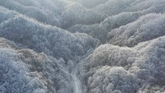 森林-航拍森林-大自然森林云雾-云海雪景