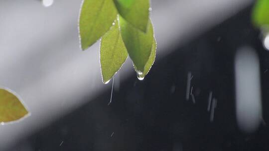 雨水滴落在树叶上-水滴滑落