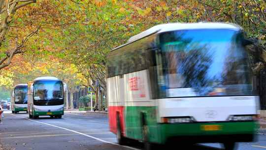 城市梧桐树 秋天梧桐大道  早晨上班高峰