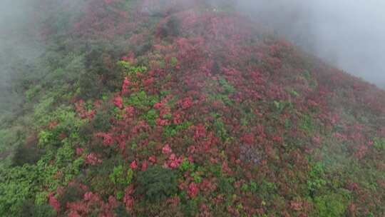 黔东南丹寨龙泉山杜娟花航拍