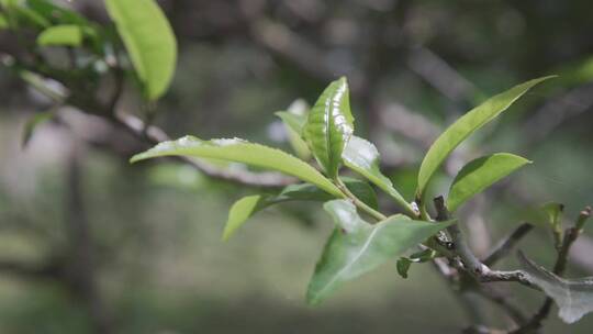 高山古树茶 特写