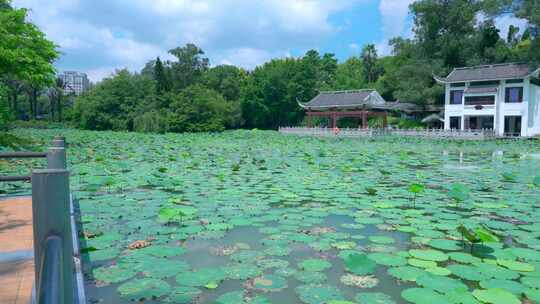 南宁狮山公园湖泊荷叶凉亭与绿色树林风光