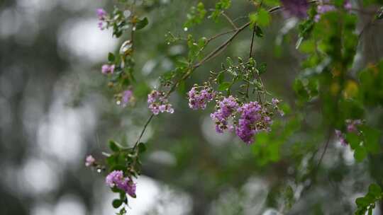 秋天白露节气雨中的紫薇花