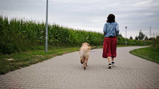 女孩主人带着她的金毛猎犬在乡下跑步