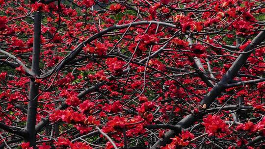 盛开的木棉花特写