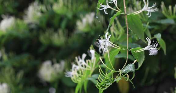 雨后美丽白色金银花特写