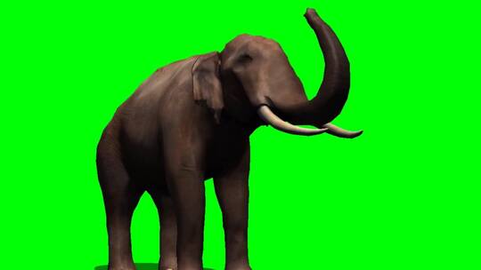 绿幕-动物-大象卷鼻子