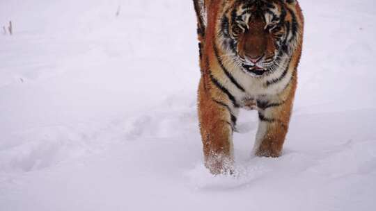 东北冬天下雪行走在雪地里的野生东北虎