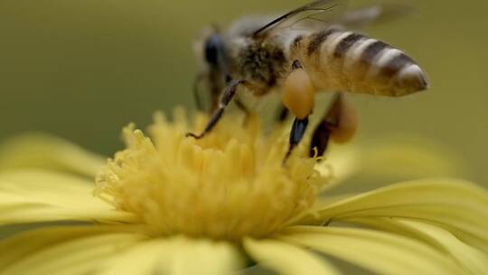 春天正在采蜜的蜜蜂花粉特写
