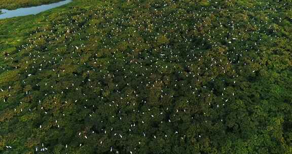 红树林白鹭航拍