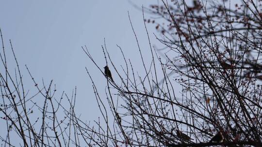 4K寒冬腊月光秃秃树枝上的麻雀