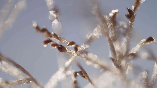 冬日植物冰霜特写