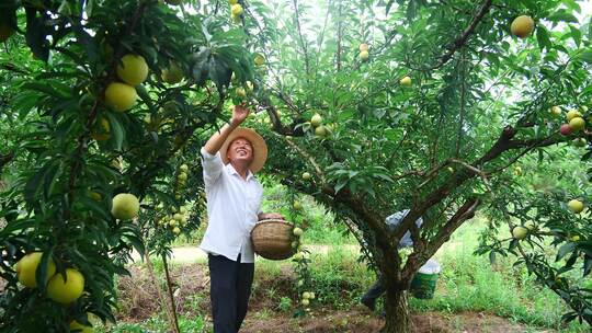 李子种植基地