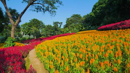 南宁青秀山穗冠花的花海花田