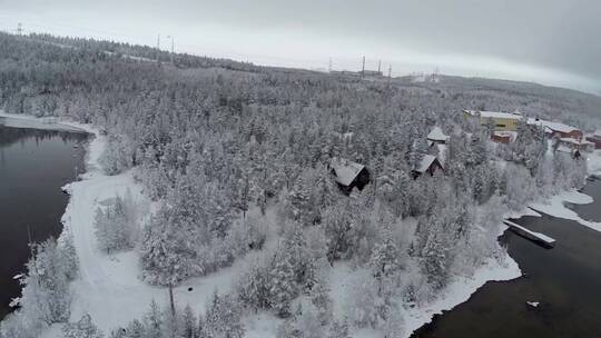 白雪覆盖的松树