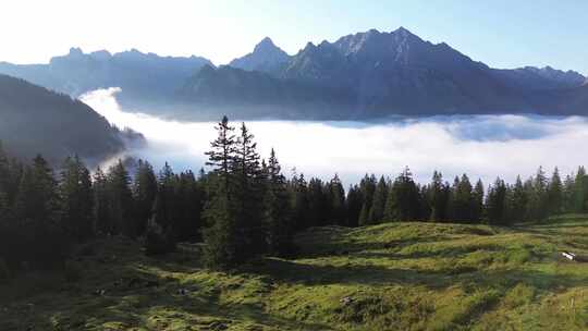 奥地利阿尔卑斯山景观中吃草的奶牛鸟瞰图。